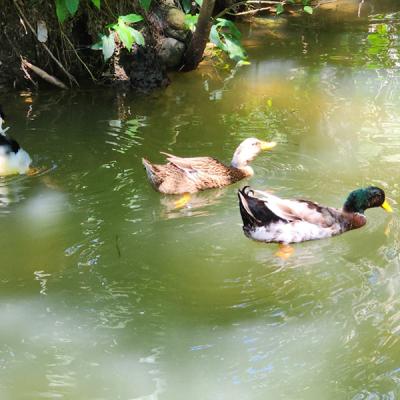 Observa Patos y Animales
